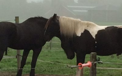 Hoe paarden je helpen de winter door te komen