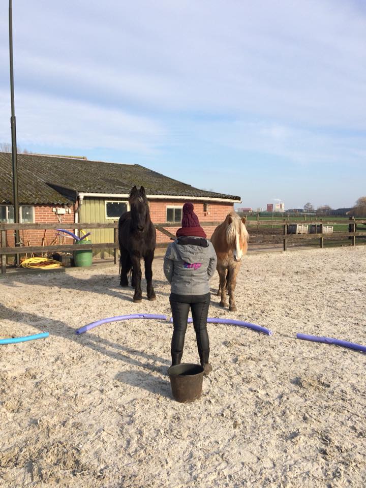 Met de paarden in de bak. Burn out therapie