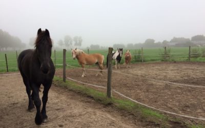 Waarom hooggevoelige personen en paarden zoveel op elkaar lijken