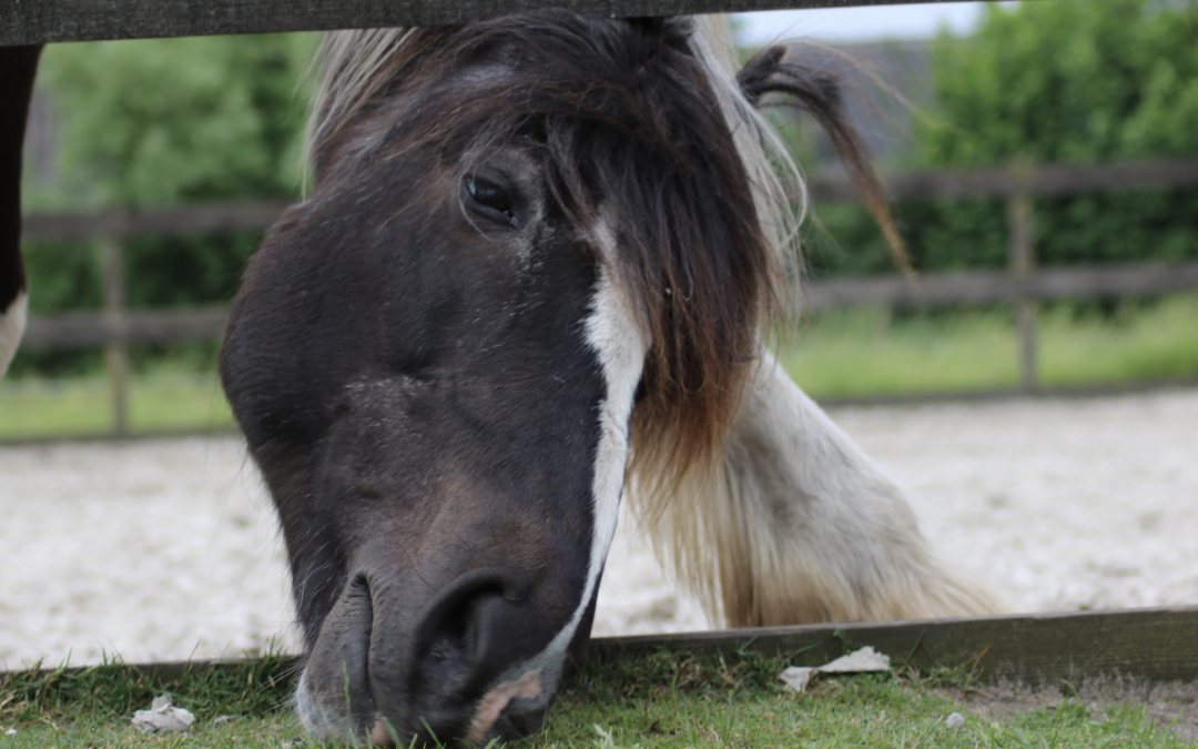 Dagboek van een paardencoach – september