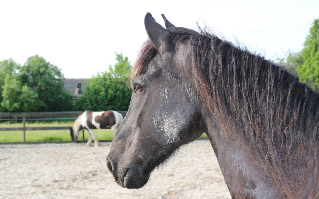 Dagboek van Zorro