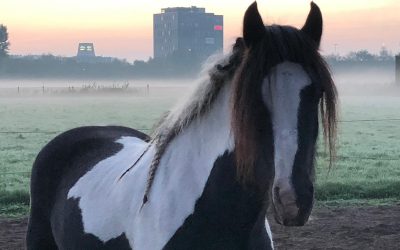 Met rechte rug op weg naar mijn doel!