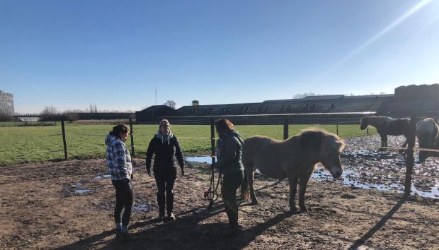 Opleiding Psychosociale Paardentherapie