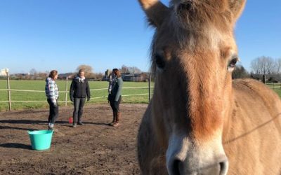 Paarden in therapie