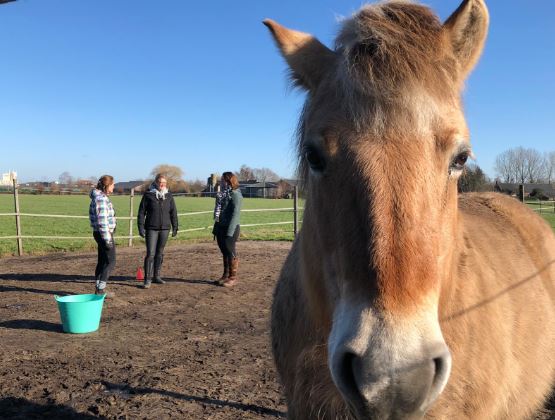 Paarden in therapie