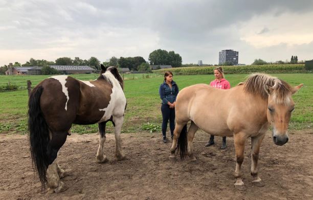 Opleiding Psychosociale Paardentherapie