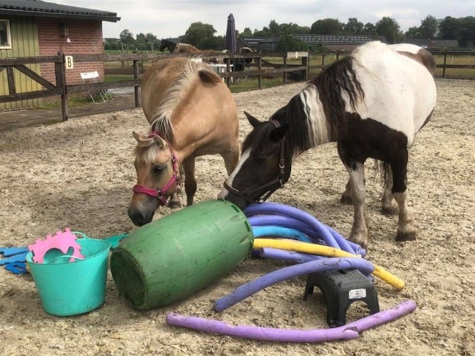 Paarden op onderzoek uit | Burn out therapie