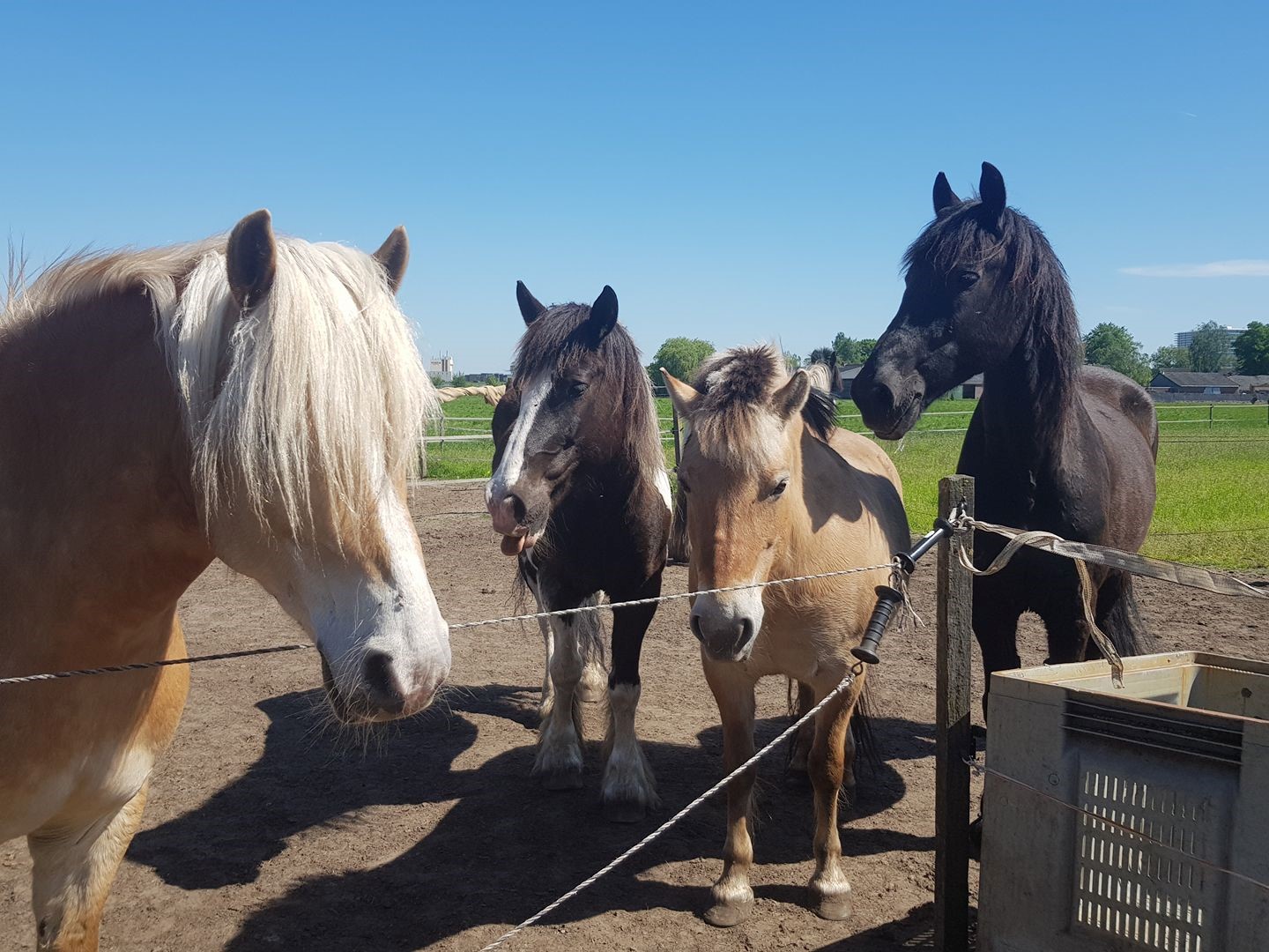 Paarden van de burnout therapie