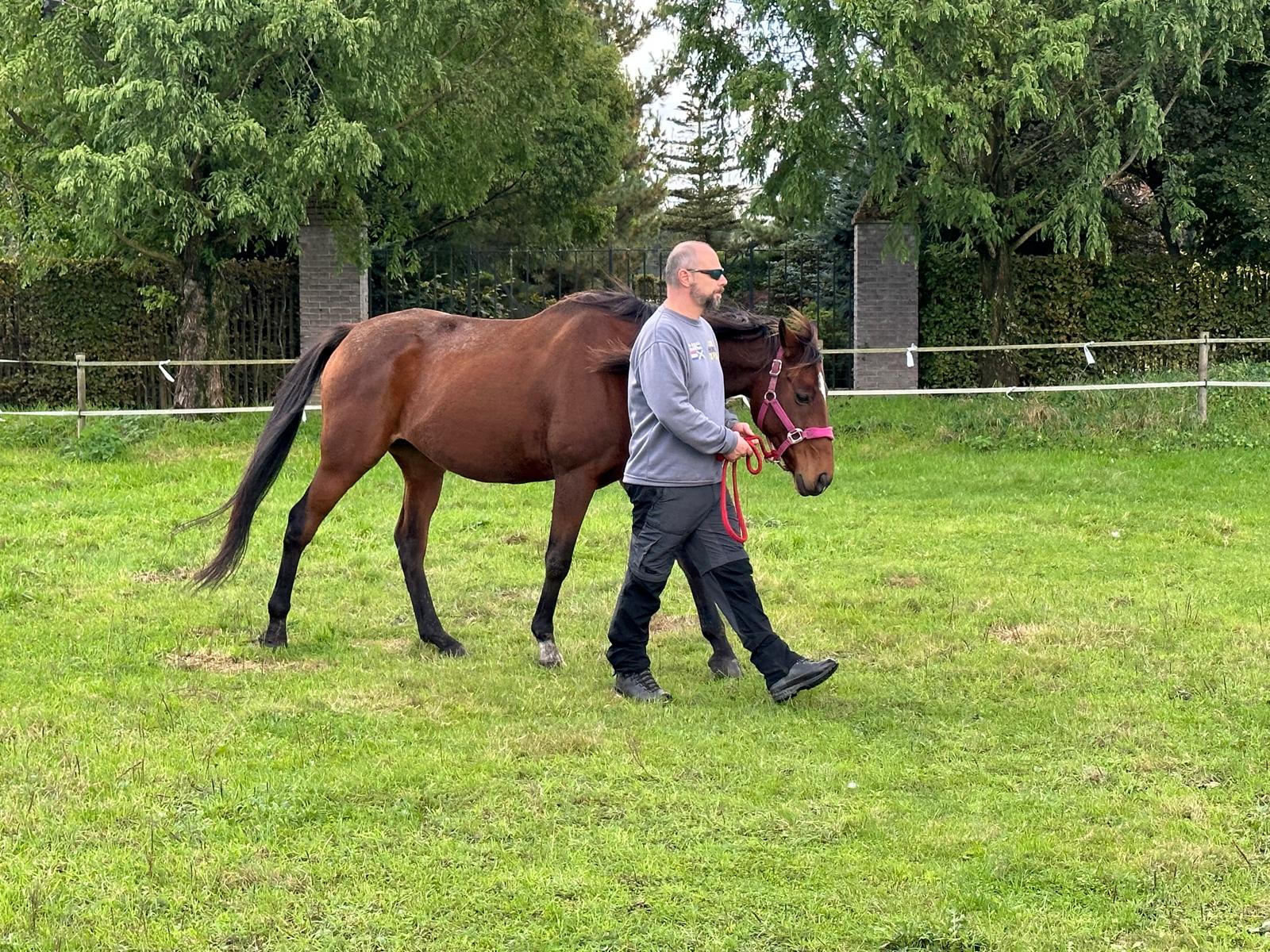 Grenzen-please-gedrag-paarden