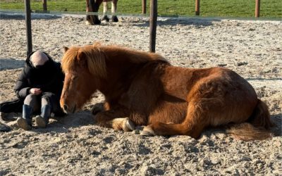 Van opgebrand naar volle galop: Paardentherapie tegen burn-out