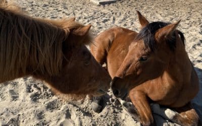 “Gewoon doen”: Wat paarden allang weten en wij soms vergeten