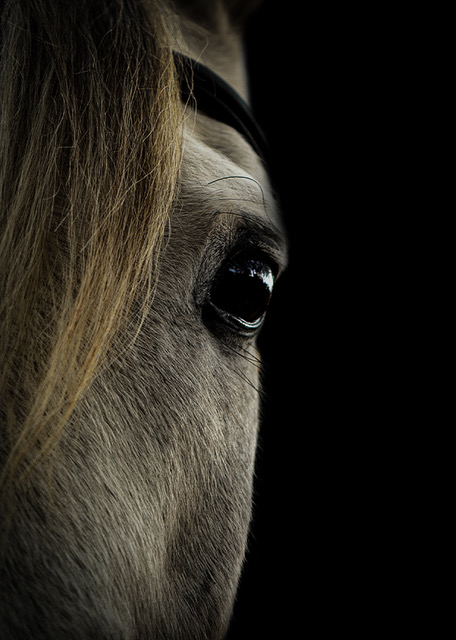 Opleiding Psychosociale Paardentherapie
